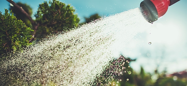 Spara vatten och håll din trädgård frodig under torra sommarmånader - 7 viktiga tips